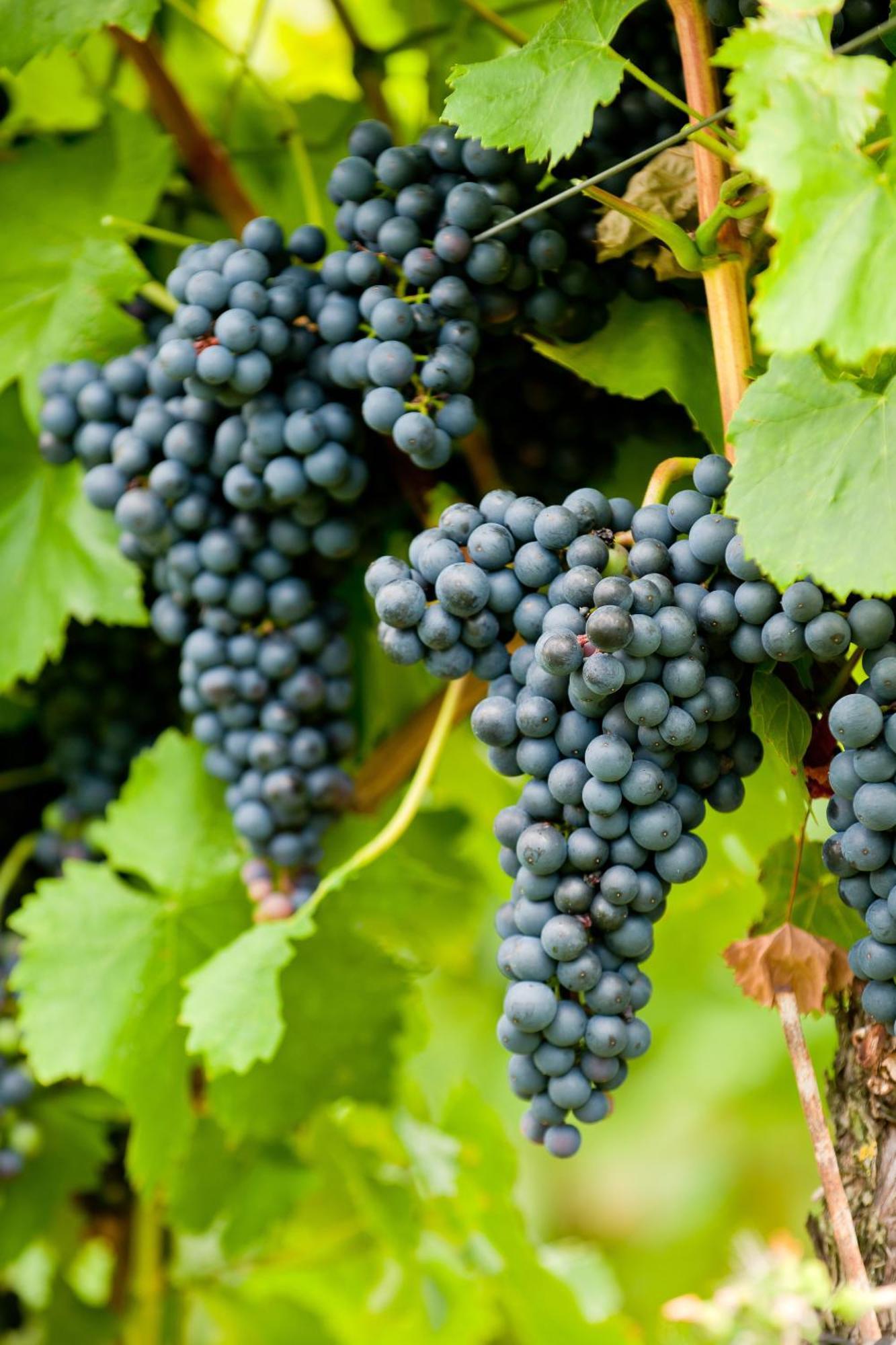 Wein- Und Sektgut Markus Hensler Briedel Ngoại thất bức ảnh